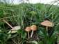 Mezei szegfűgomba (Marasmius oreades), Budai-hegység